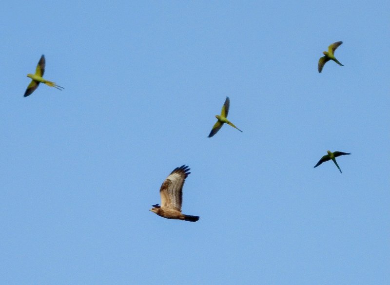 Honey Buzzard and Rose Ringed Parakeets