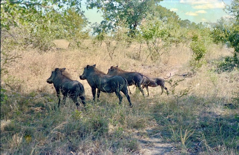 Londolozi, Game Reserve, South Africa
