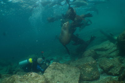 Baja Diving with Fantasea 