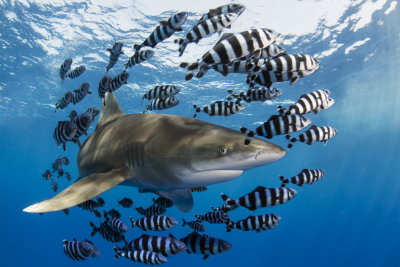 A02 Noam Kortler, Oceanic White Tip Shark with Pilot Fish,Red Sea Egypt כריש א