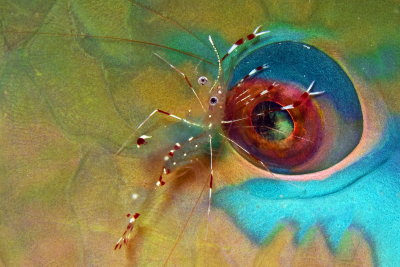 A03 Noam Kortler-Parrotfish with cleaner shrimp -עין של דג התוכ
