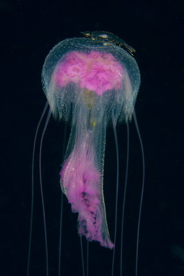 A05 Dany Weinberg, Shrimp riding atop a Jellyfish שרימפ מוצא הג