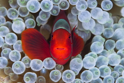 A10 Noam-Spiny cheek anemone fish - Papua New Guinea  דג השושנון   פ