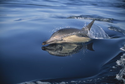 B01 Amos Nachoum -Common Dolphin  דולפינים במשחק 