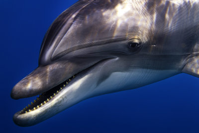 B02 Boaz Samorai, Smiling Dolphin    דולפין מחייך  א