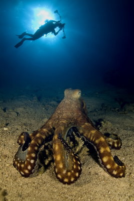B03 Dany Weinberg Octopus and Diver, Eilat, Israel     תמנון וצולל 