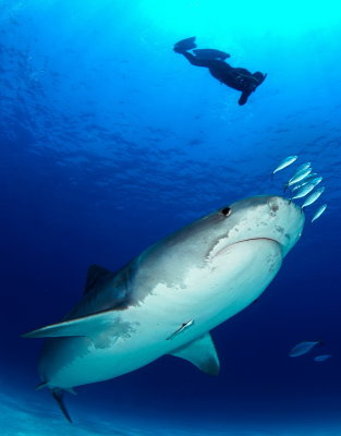 B04 Sharon Rainis Shoval Tiger Shark and Diver, Bahamas    כריש נמר בי