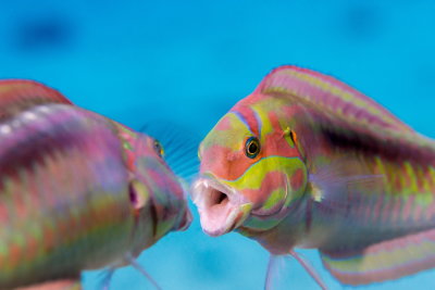 B08 Ran Mor Red Sea Wrasses kissing    דגים מתנשקיםא