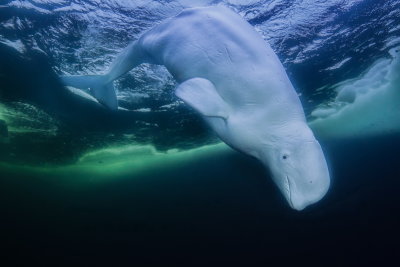 B12 Amos Nachoum Beluga Whale, Canadian Arctic               לוויתן בלו