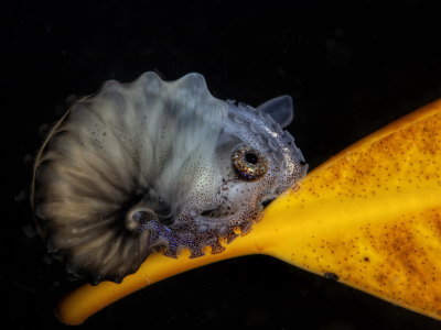 C01 Dany Weinberg Juvenile Nautilus, Philippines,      דיונון נאוט 