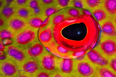 C03 Noam-Kortler Eye of Moon grouper - Eilat               עין של דג נד
