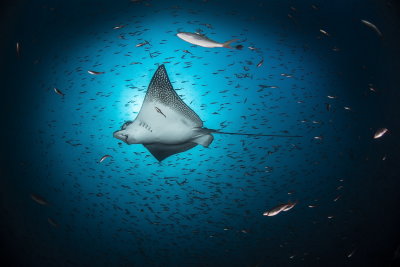 C09 Noam Kortler -Spotted Eagle Ray - Galapagos עטלף יםהאי ו