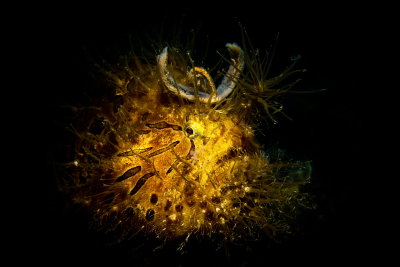 C18 Boaz Samorai, Hairy Frogfish, Philippines דג פתיונאי ש