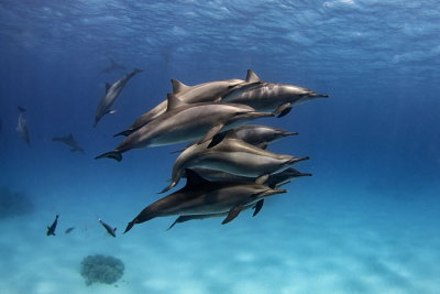 D01 Boaz Samorai Dolphin Pod   Sea, Egypt          להקת דולפיני