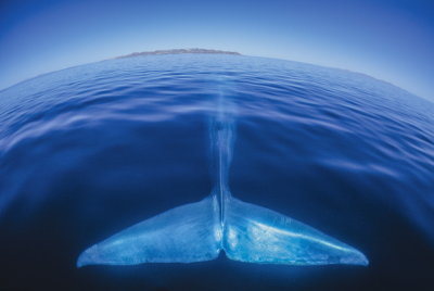 D04 Amos Nachoum-Blue whale tail, Baja, Mexico             לוויתן כחו–