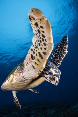E07 Noam Kortler Sea Turtle, Papua New Guinea            צב ים קרני           &#