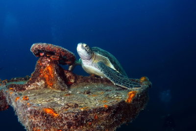 E08 Howard Rosenstein Turtle on shipwreck, La Paz, Mexico      צב ים על אני