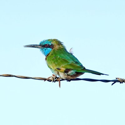 Bee Eater