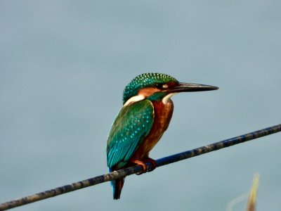 Common Kingfisher    שךדג גמדי