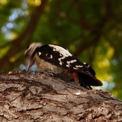 Syrian Woodpecker  נקר סורי