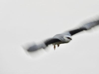 Black Winged Kite     דאה שחורת כנף.jpg