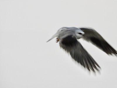 Black Winged Kite     דאה שחורת כנף
