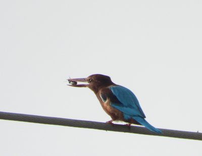 White Throated Kingfisher         שלדג לבן חזה