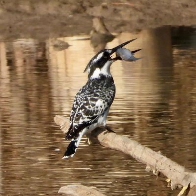 Pied Kingfisher and Mullet