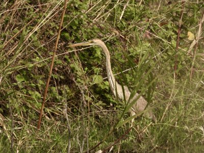 Purple Heron