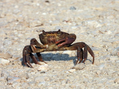 crab.JPG