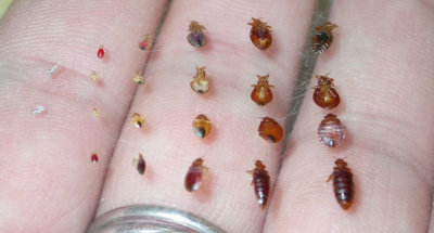 Bed Bugs in Murfreesboro