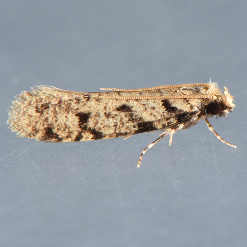 334.1  Amydria erecta 