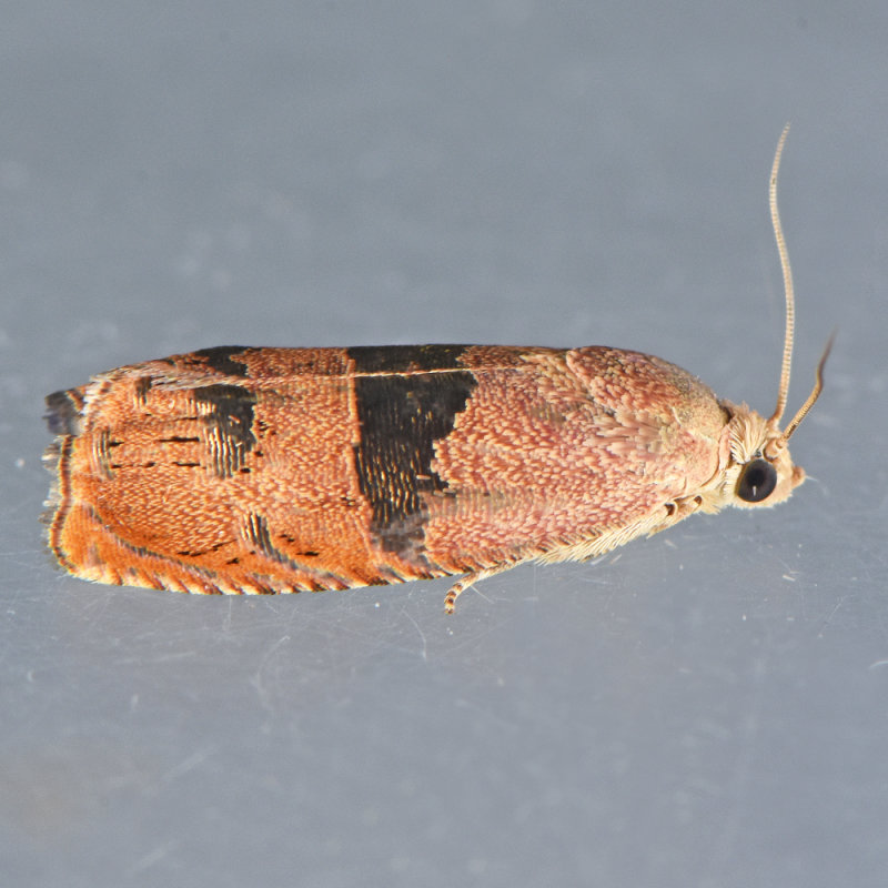 3494 Filbertworm Moth  Cydia latiferreana