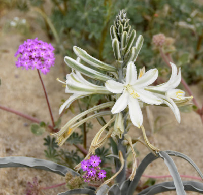 Desert Lily - Hesperocallis
