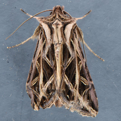 10428 Olive Green Cutworm Moth  Dargida procinctus 
