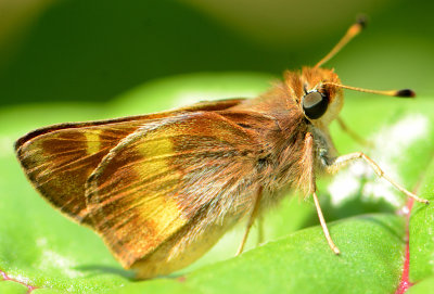 4065 Umber Skipper - Poanes melane