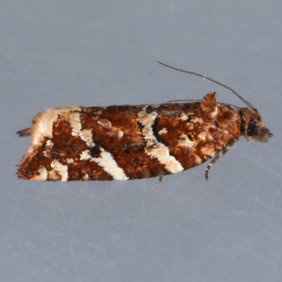 3610 Argyrotaenia niscana