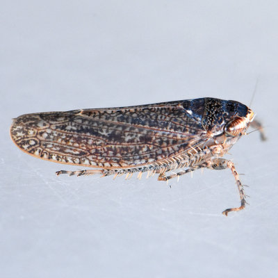 Leafhopper - Texananus Subgenus Iowanus