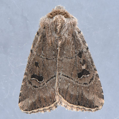 10531  Anhimella pacifica