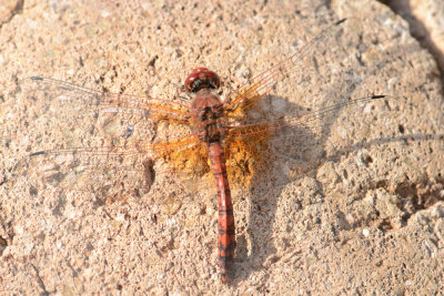 Red Rock Skimmer male - Paltothemis lineatipes 