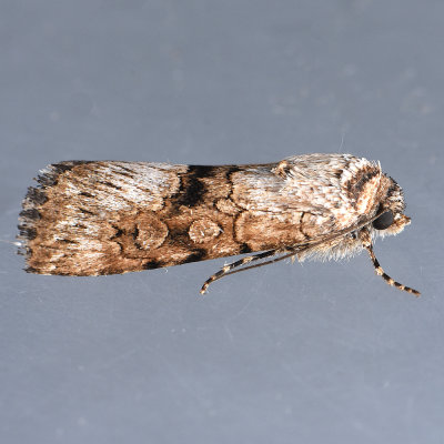 10101  Harrow moth - Sympistis occata 