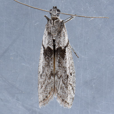 5968  Gooseberry Fruitworm Moth - Zophodia grossulariella