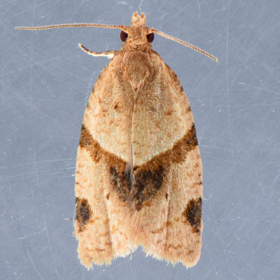 3688  Garden Tortrix - Clepsis peritana