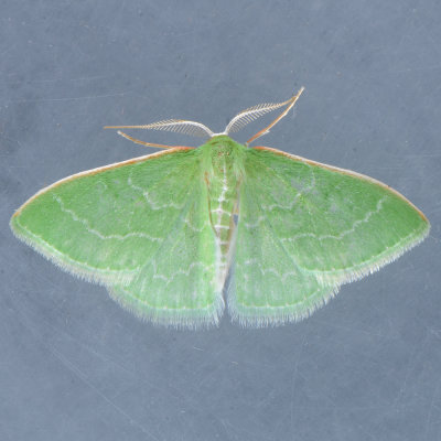 7059  Southern Emerald  - Synchlora frondaria 