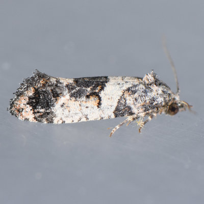 3839 Black-tipped Rudenia Moth - Rudenia leguminana  