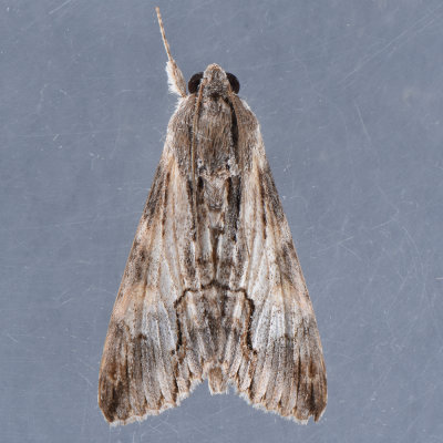 8610 Royal Poinciana Moth - Melipotis acontioides