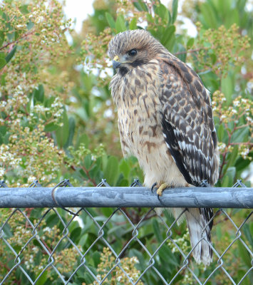 Red-shouldered Hawk juvenile