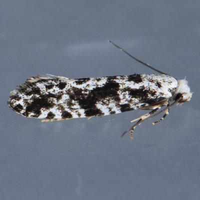 266 European Grain Moth - Nemapogon granella