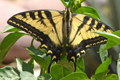 Western Tiger Swallowtail