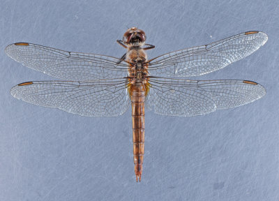 Red-tailed Pennant female - Brachymesia furcata